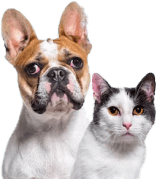 The Deli Dog Chicken Meaty Sticks Dog Treats 100g